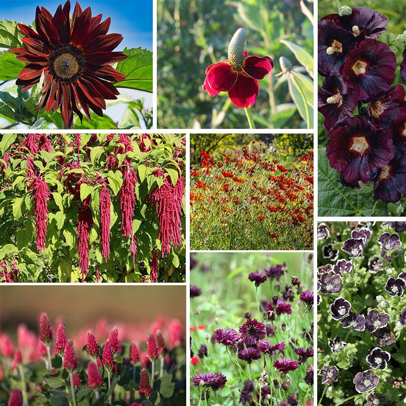Radiant Rainbow Wildflower Seed Patchwork - Image 8