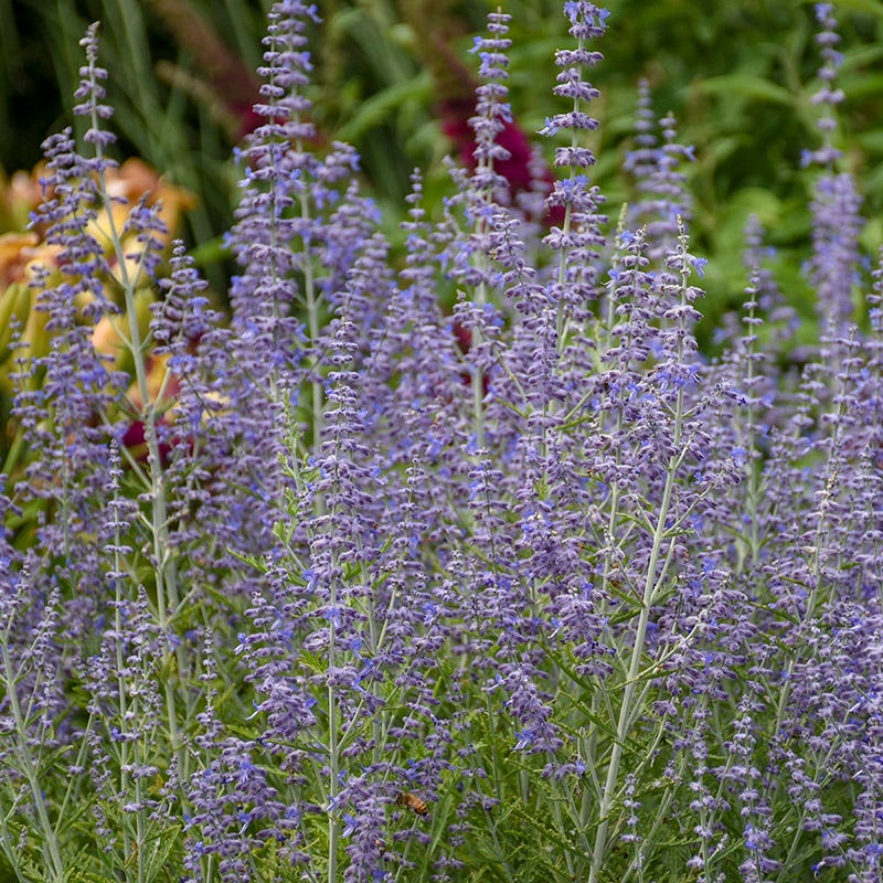 Dreamy Meadow Pre-Planned Garden - Image 12