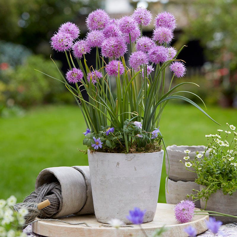 Rosy Dream Allium