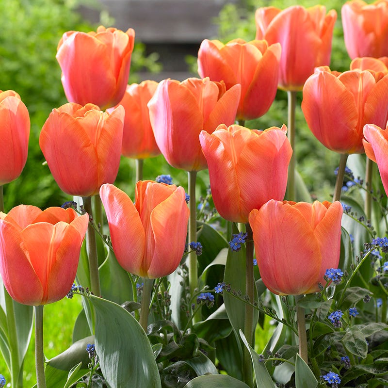 Sunshine Tulip Flower Bulb Collection - Image 5