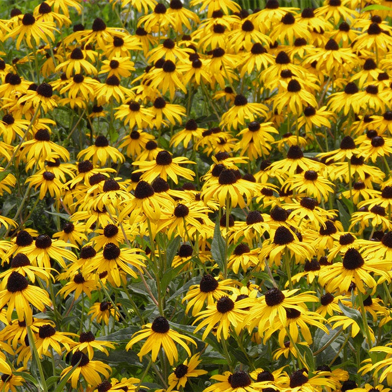 Long Lasting Wildflower Seed Collection - Image 3