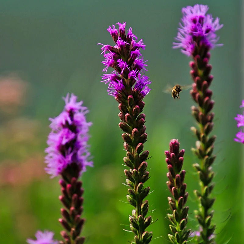 Blazing Star