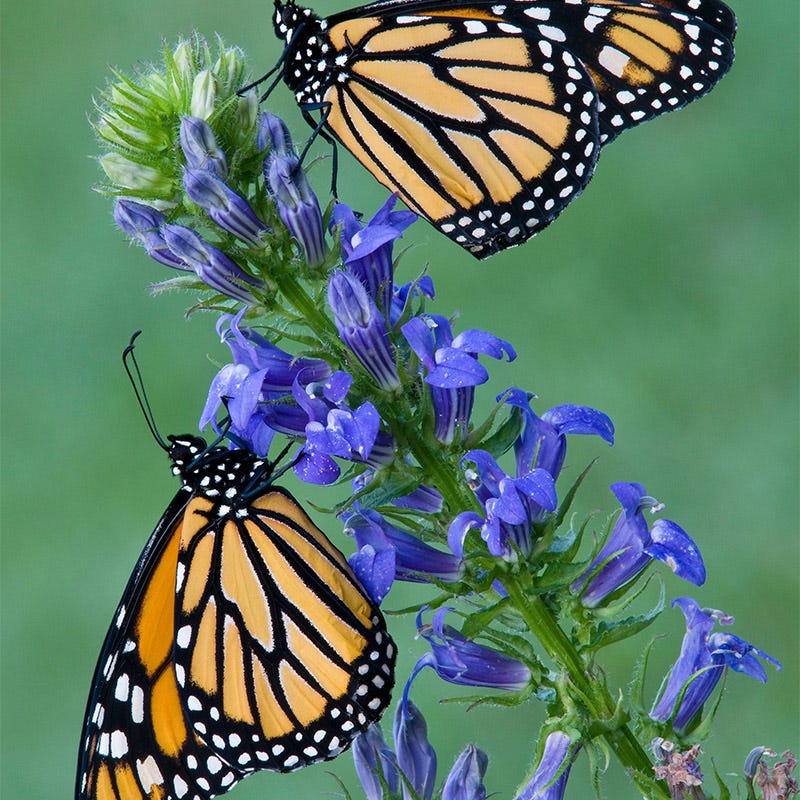 Great Blue Lobelia