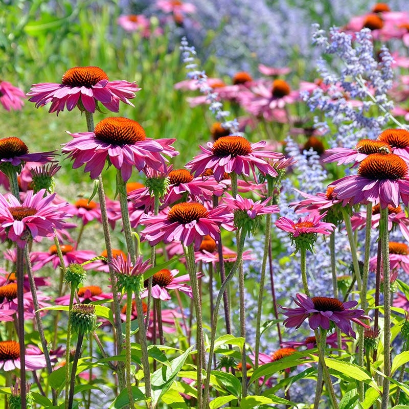 Magnus Echinacea - Image 2