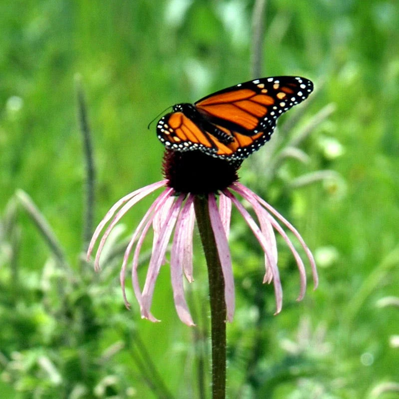 Pale Purple Coneflower - Image 2