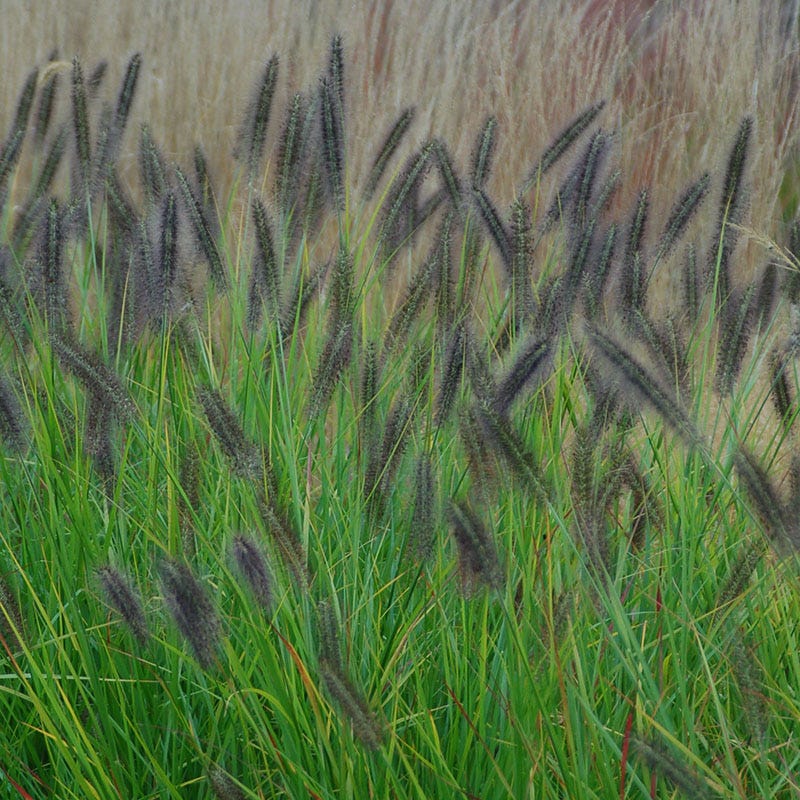 Red Head Fountain Grass