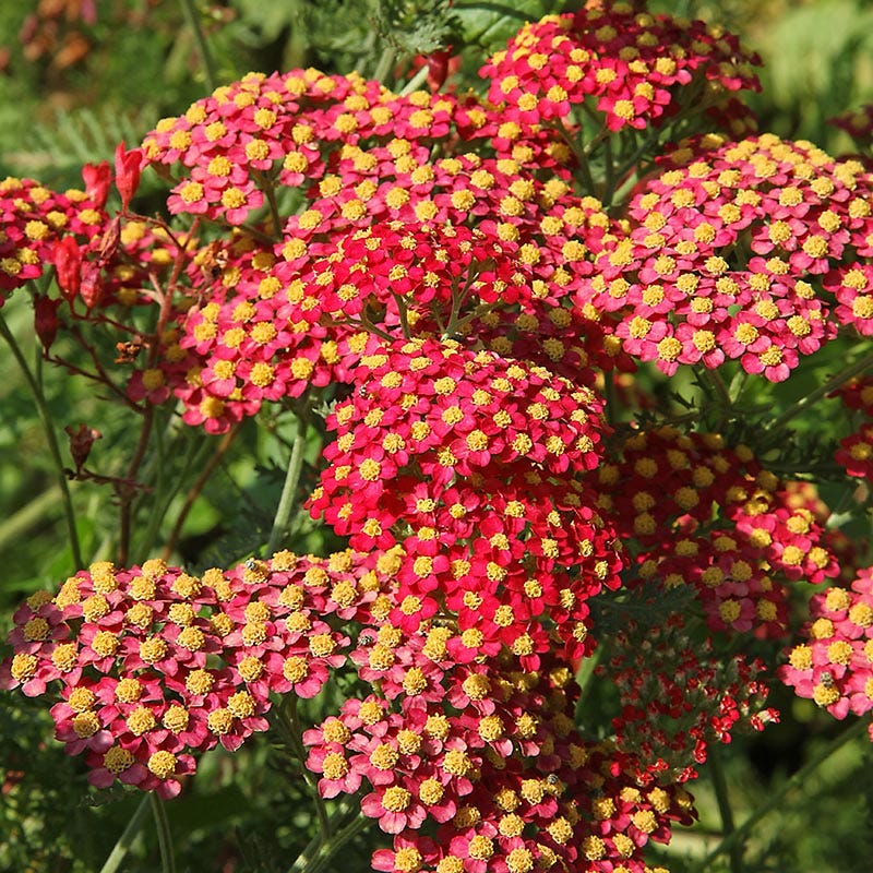 Summer Long Blooms Pre-Planned Garden - Image 8