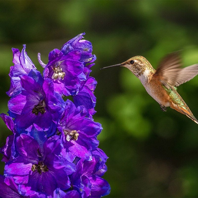 Pollinator Habitat Wildflower Seed Collection - Image 3