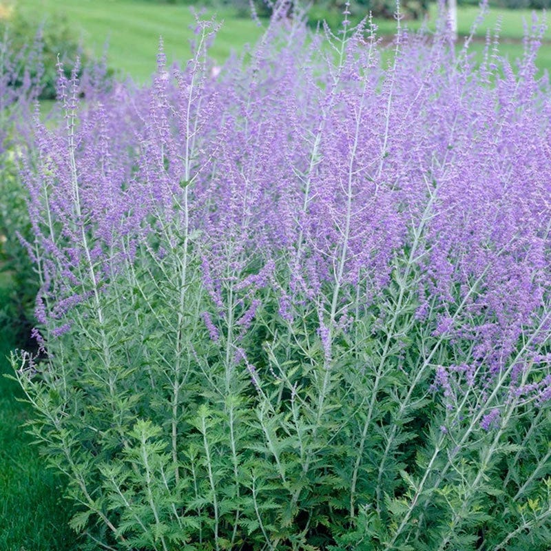 Summer Long Blooms Pre-Planned Garden - Image 12
