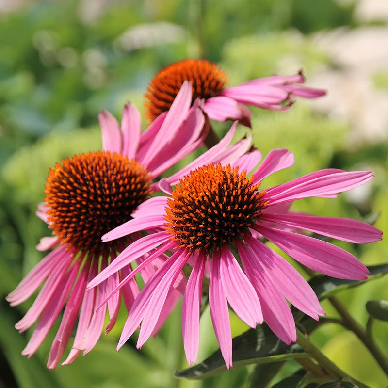 Summer Long Blooms Pre-Planned Garden - Image 6