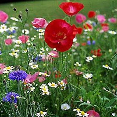 With Gratitude Thanks Seed Packet - Image 3