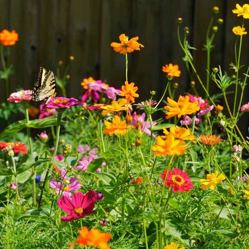 Zinnia & Cosmos Seed Combo - Image 3